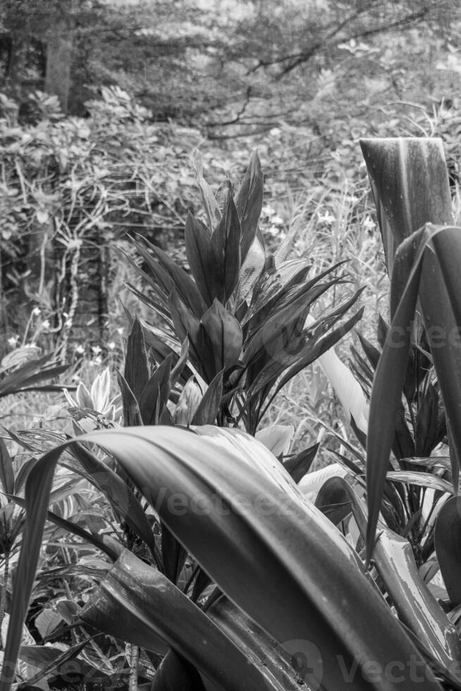 Garten im singapur foto