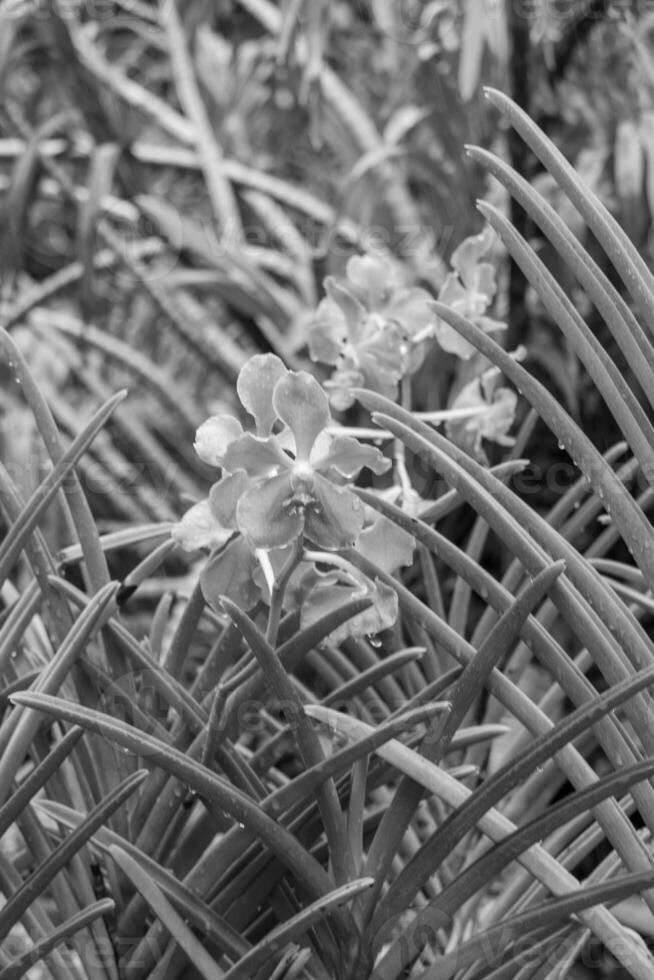 Garten im singapur foto