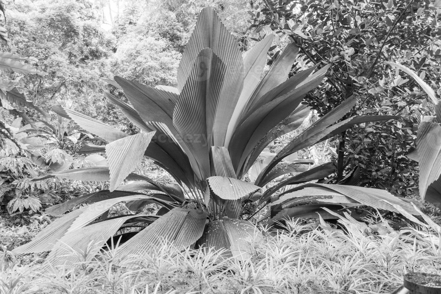 Garten im singapur foto