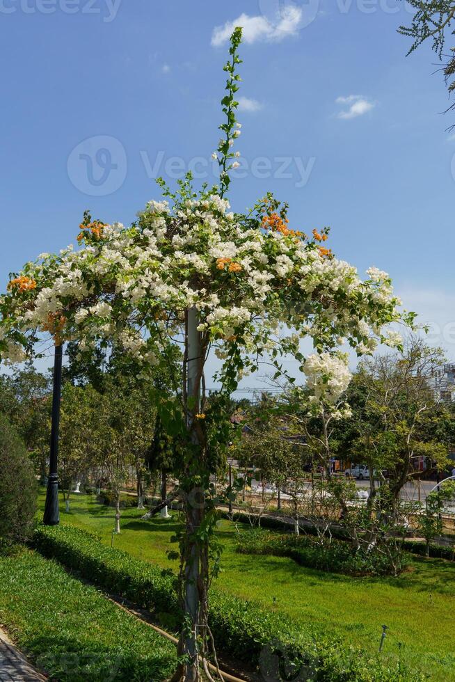 Vietnam im Asien foto