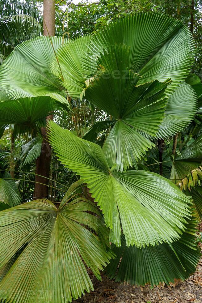 singapur Gardens im Asien foto