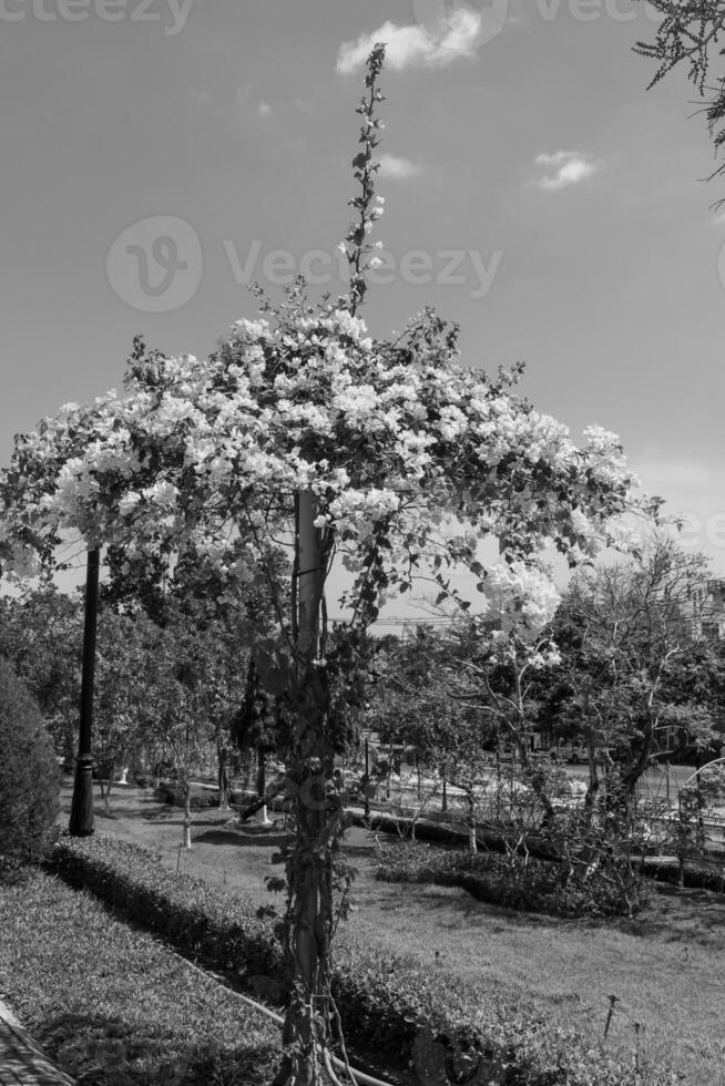 Vietnam im Asien foto