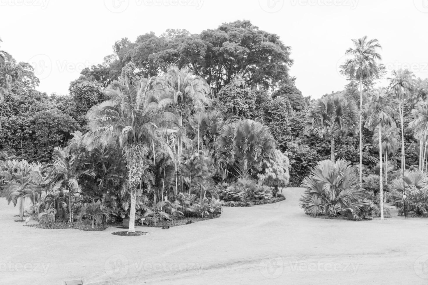 Garten im singapur foto