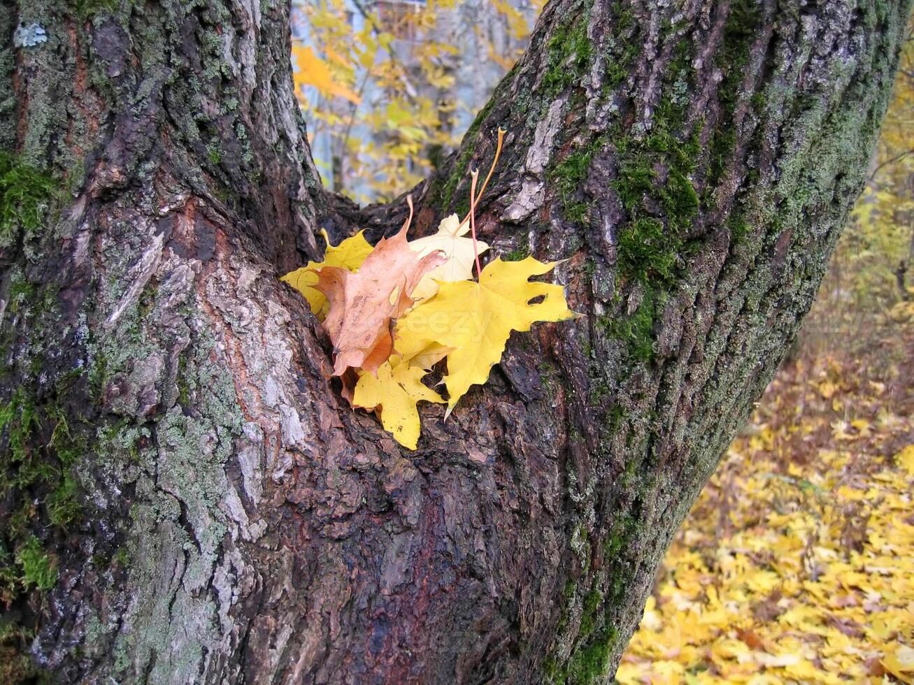 Herbst Blätter von Ahorn Baum auf Baum Kofferraum foto