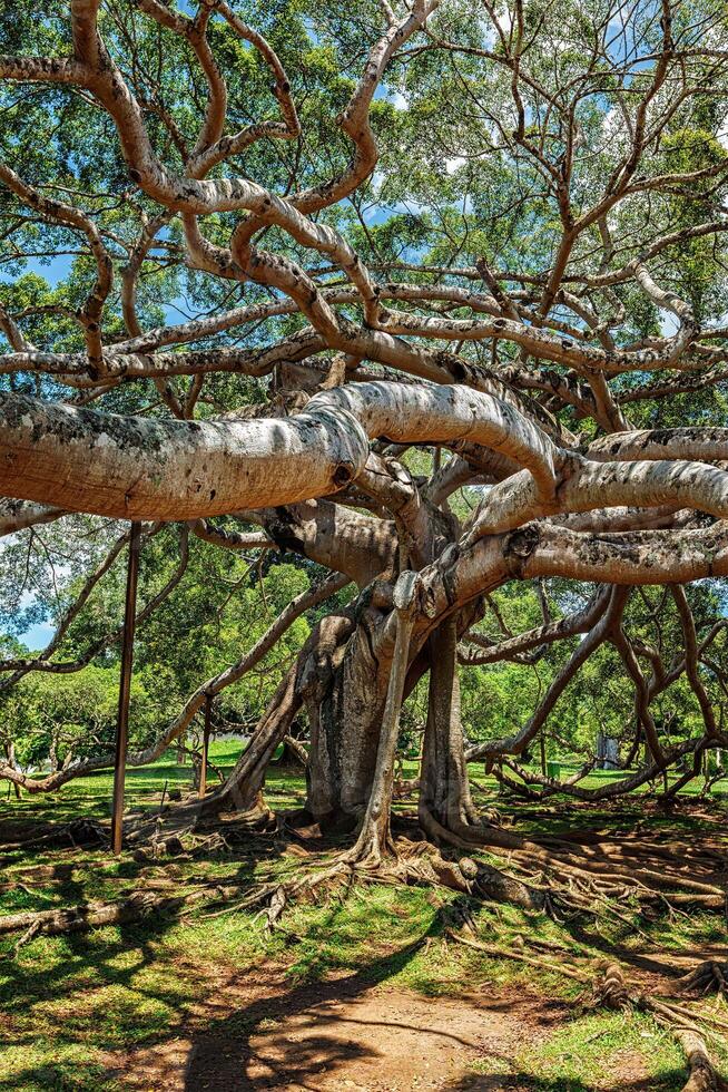 Ficus benjamina Baum foto