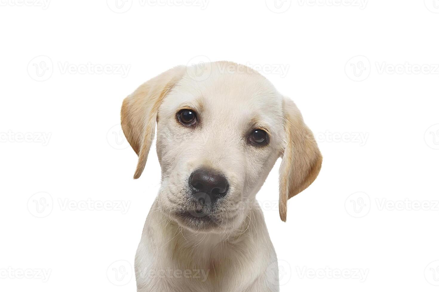 Hündchen Labrador isoliert auf Weiß Hintergrund foto