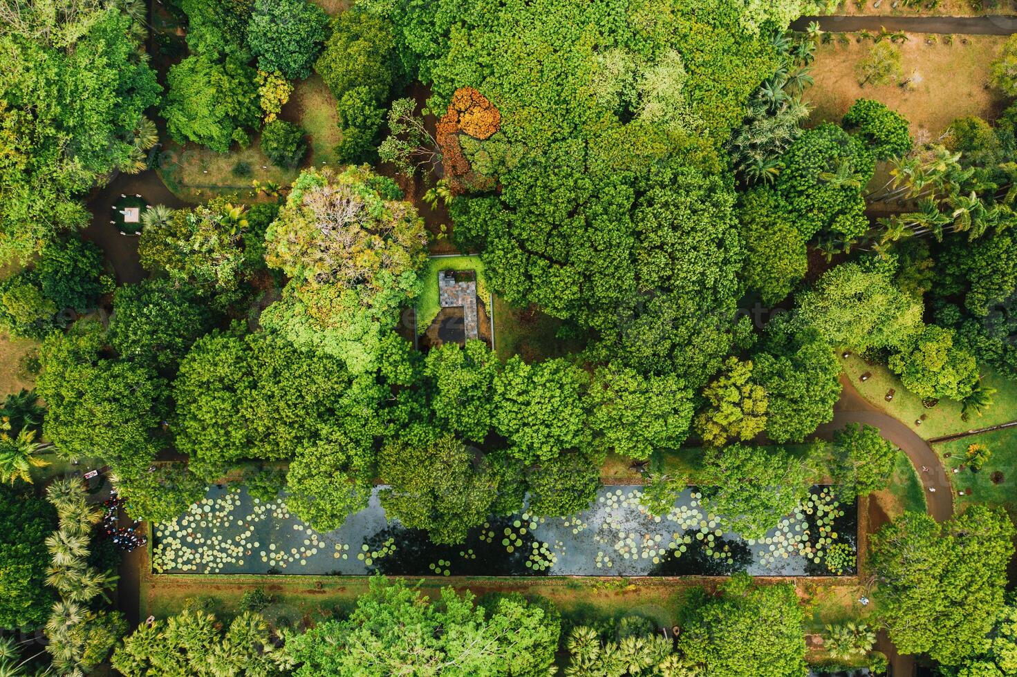 botanisch Garten auf das Paradies Insel von Mauritius. Mauritius Insel im das indisch Ozean foto