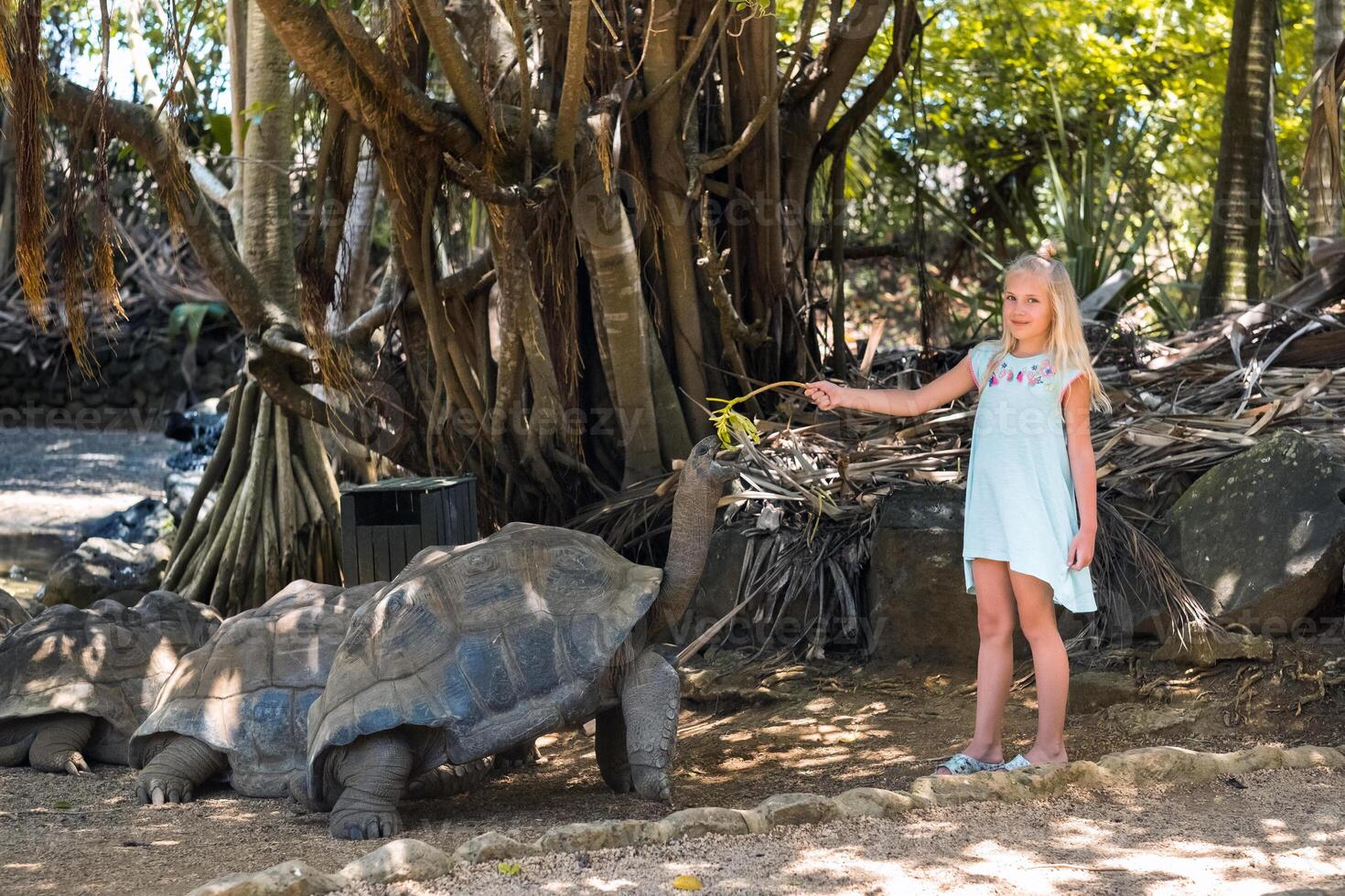 Spaß Familie Unterhaltung im Mauritius. ein Mädchen Einspeisungen ein Riese Schildkröte beim das Mauritius Insel Zoo foto