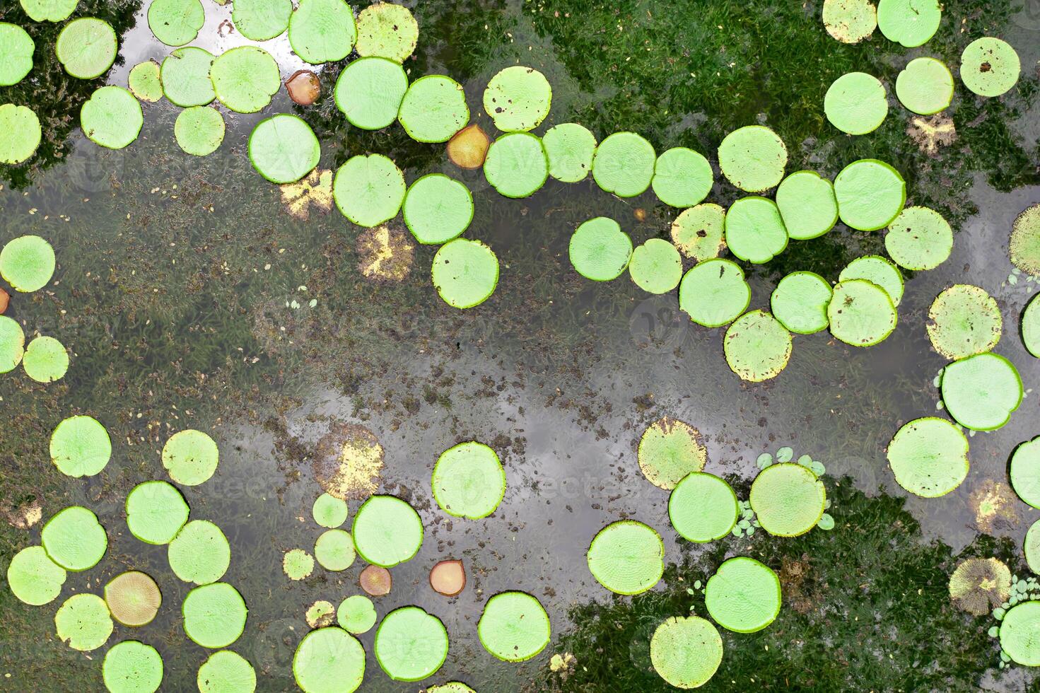 oben Aussicht von das Lilie Teich auf das Insel von mauritius.botanical Garten auf das Paradies Insel von Mauritius. foto