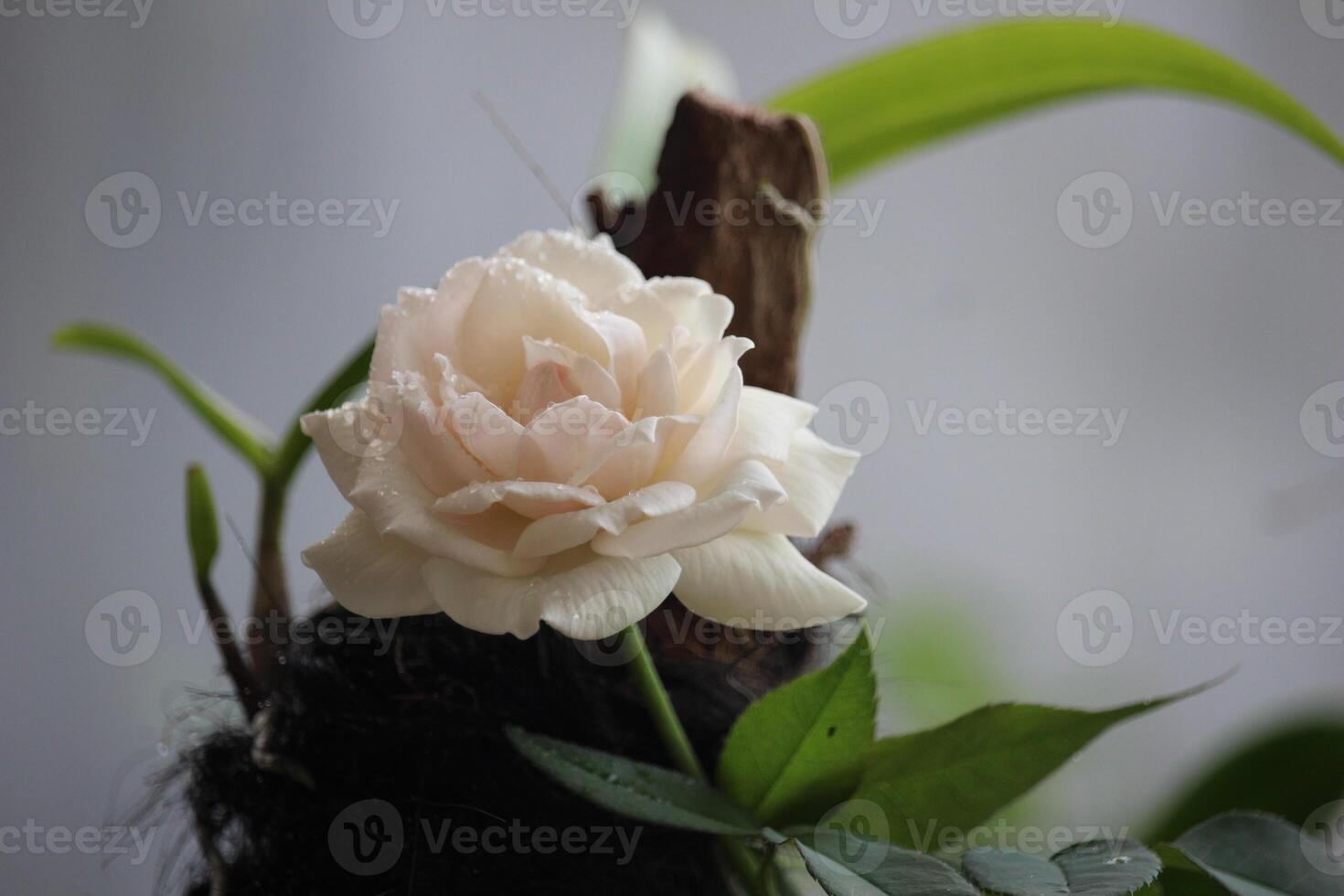 schließen oben von Weiß Rosen in der Nähe von Orchidee Pflanzen mit ein verschwommen Hintergrund foto