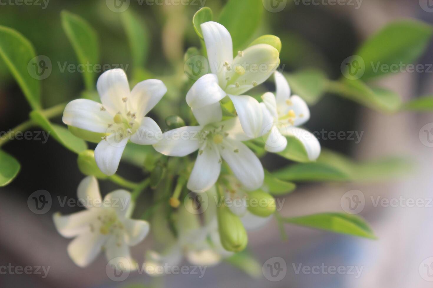 schließen oben von japanisch kemuning oder murraya paniculata Blumen im blühen mit ein verschwommen Hintergrund foto