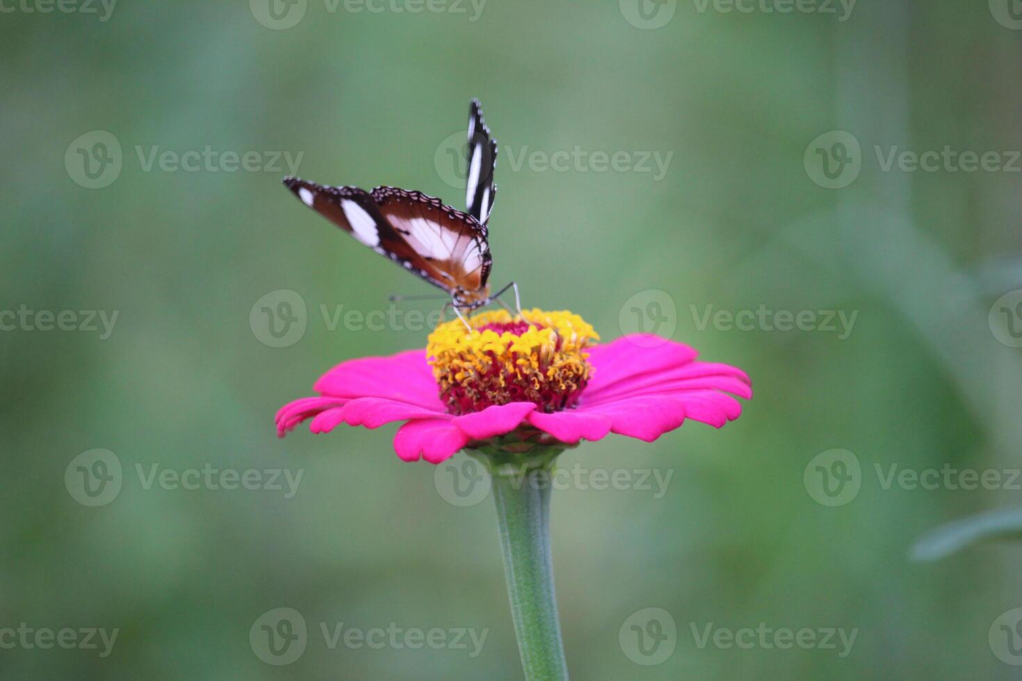 schließen oben von ein schwarz und Weiß Schmetterling saugen Honig Saft von ein Rosa Papier Blume foto