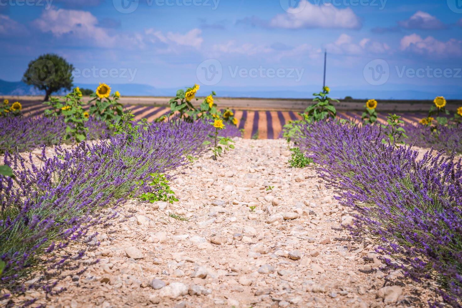 Lavendel Feld. das Plateau von Valensole im Provence foto