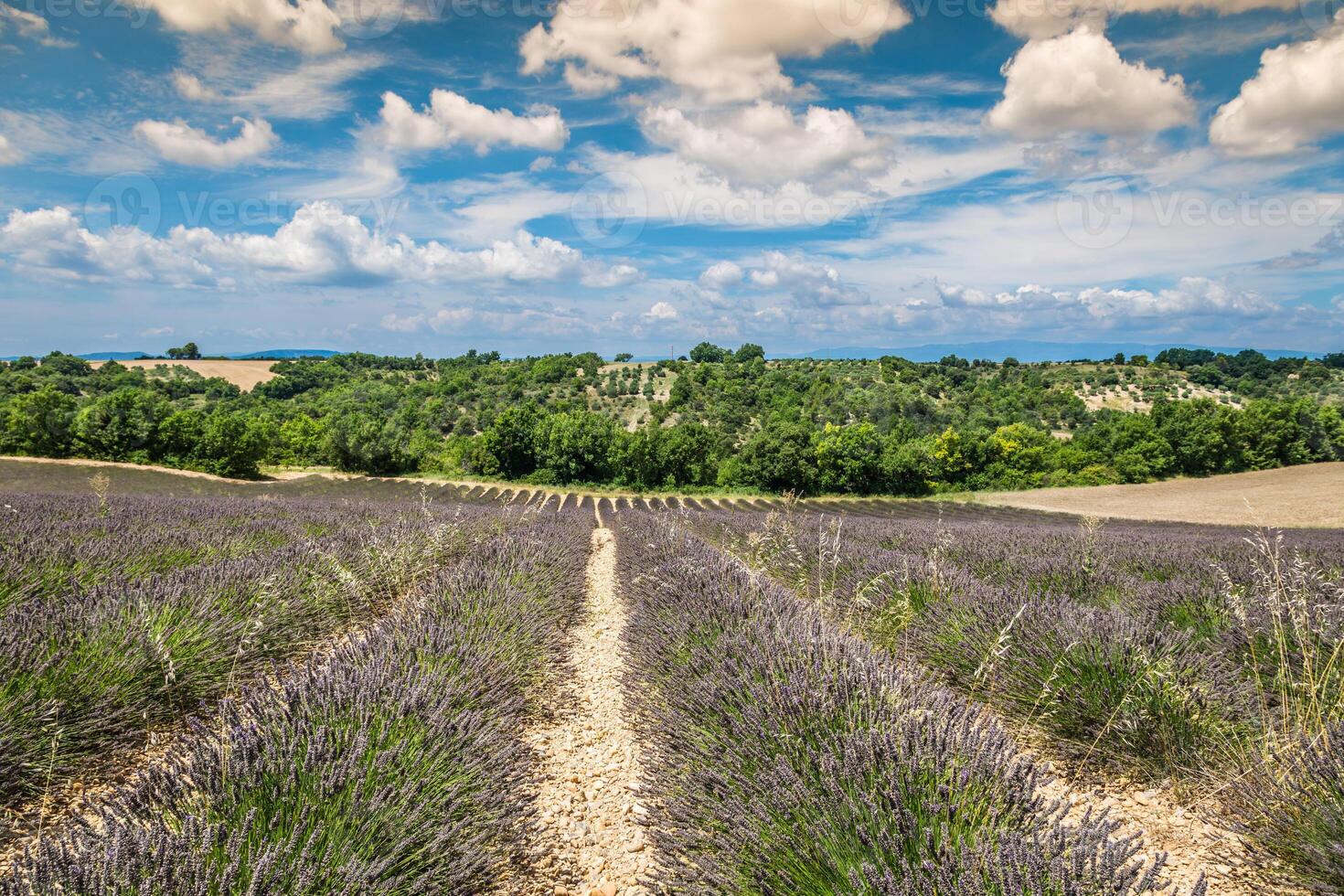 Lavendelblume blüht duftende Felder in endlosen Reihen. Valensolplateau, Provence, Frankreich, Europa. foto