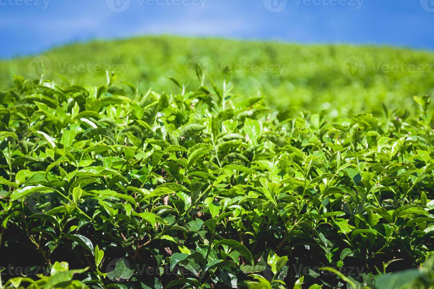 Teeplantagen im Bundesstaat Kerala, Indien foto