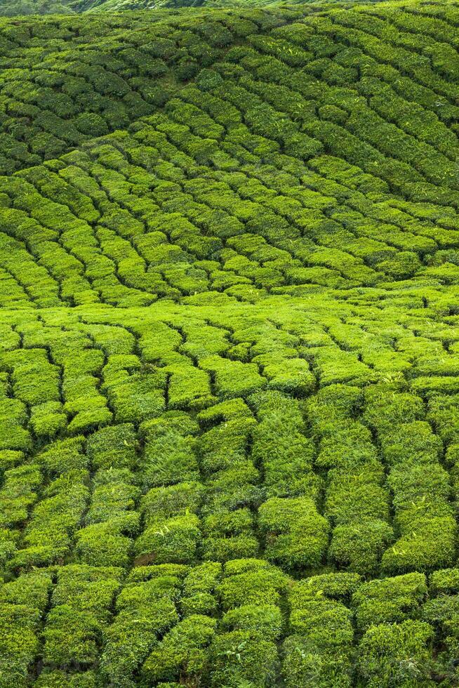 Tee Plantagen im Munnar, Kerala, Indien foto