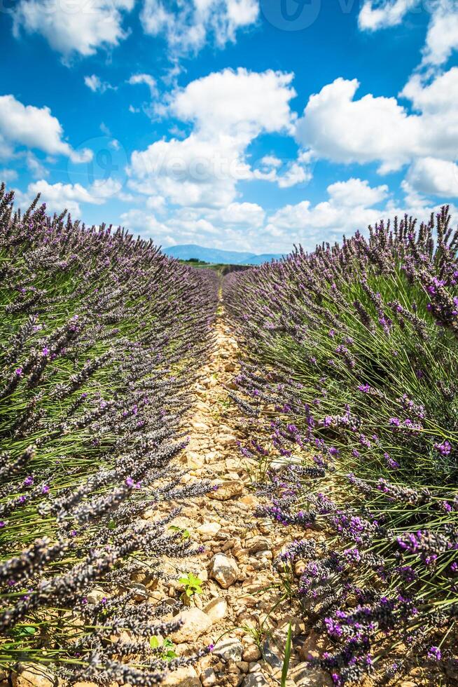 Lavendel Feld im das Region von Provence, Süd- Frankreich foto