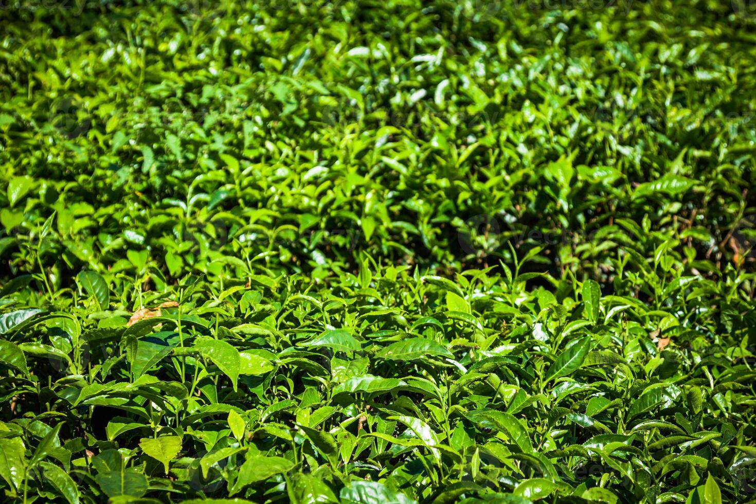 Teeplantagen im Bundesstaat Kerala, Indien foto