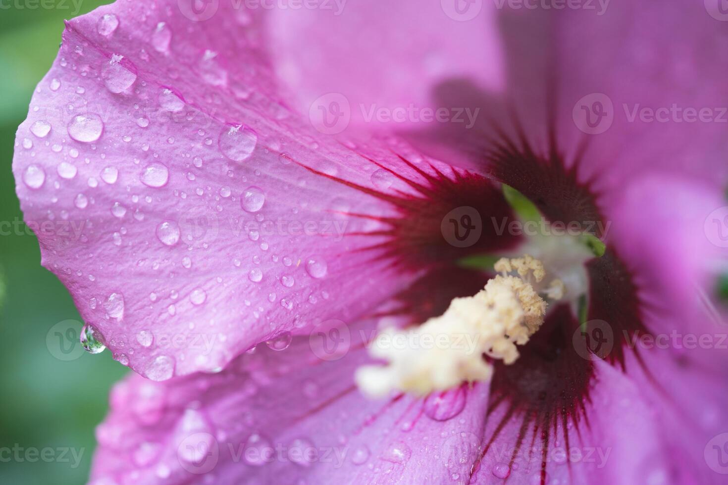 schön lila Hibiskus Blumen auf ein Busch foto