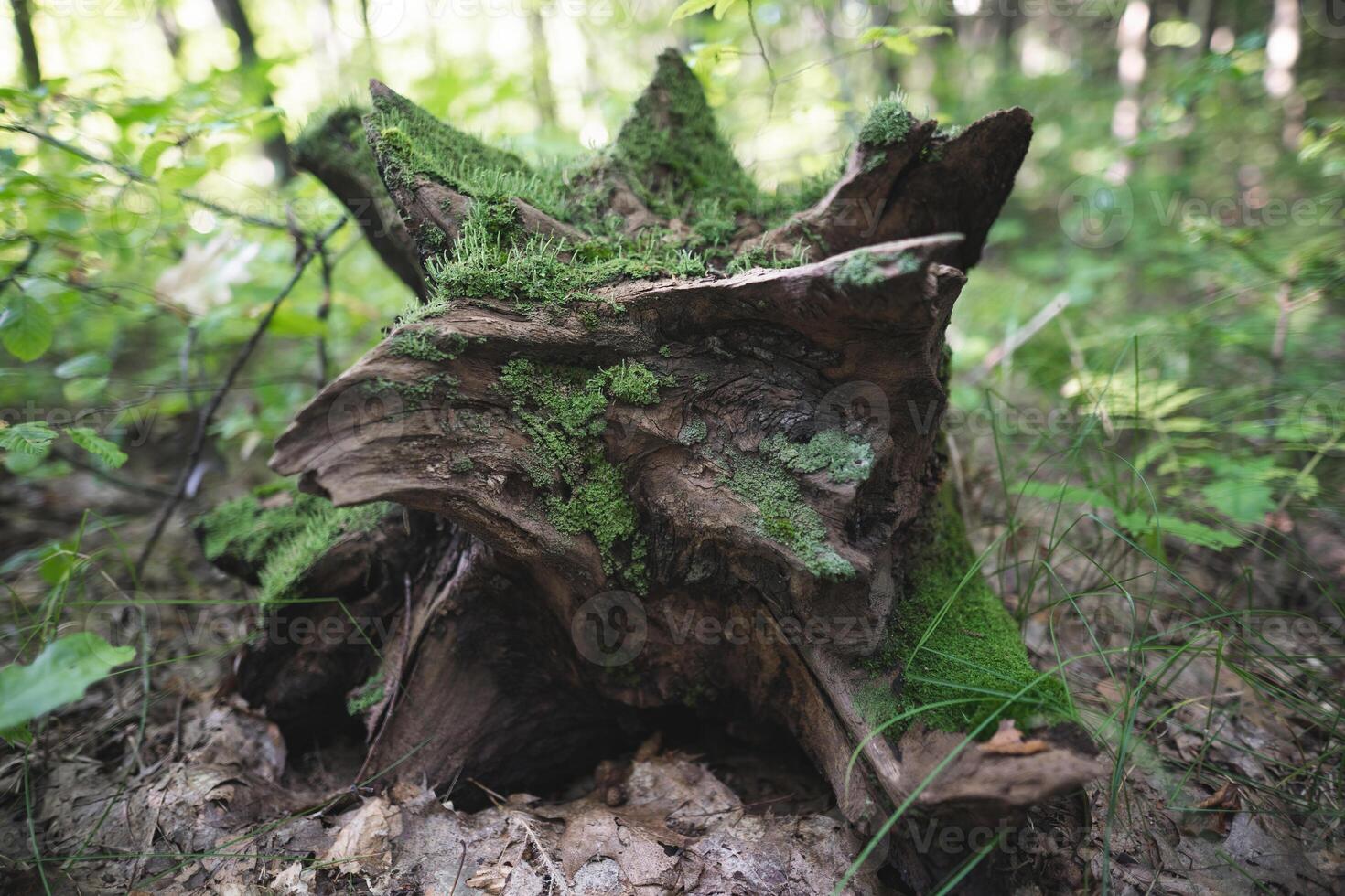 ein Stumpf von ein Baum Schnitt Nieder durch Holzfäller im das Wald ist bedeckt mit Moos foto