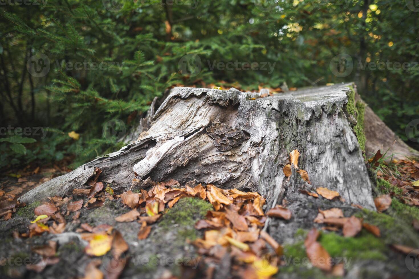 Stumpf von ein Schnitt Baum durch Holzfäller im das Wald foto