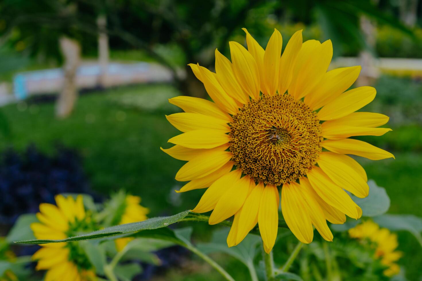 Nahansicht von Sonnenblume mit verwischen Garten Hintergrund. foto