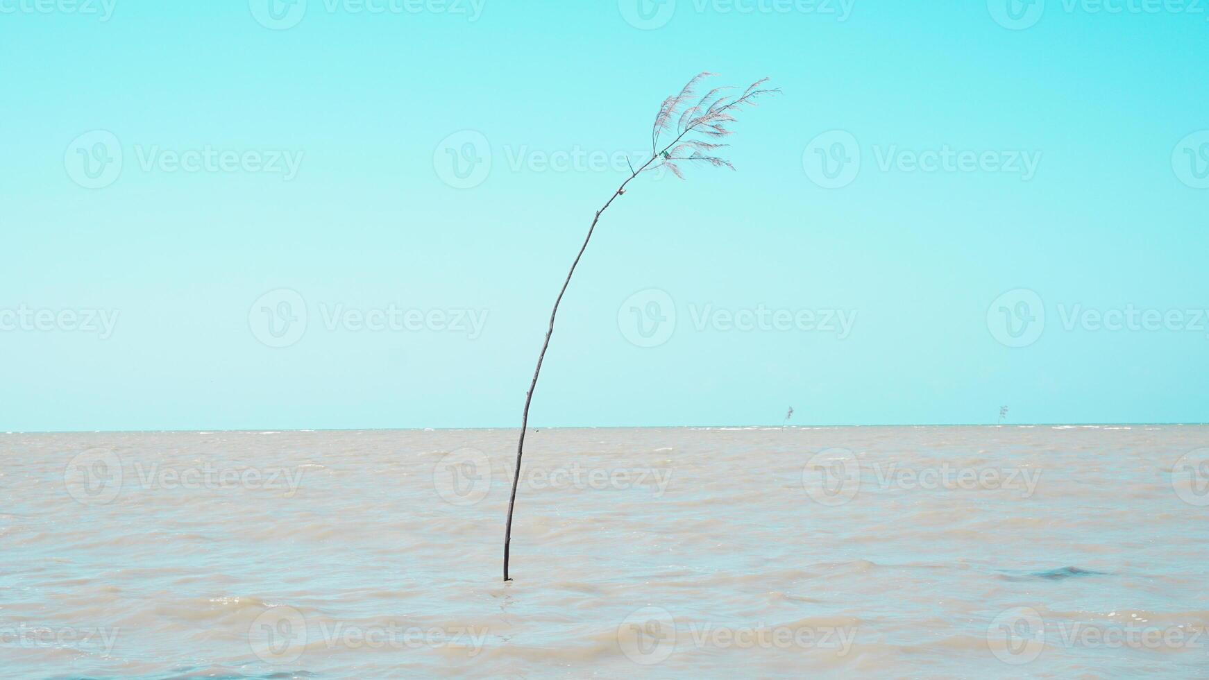 ein minimalistisch und einfach Bild Das zeigt an Blau Himmel, Bäume mit ein typisch Ruhe Atmosphäre auf das Strand foto