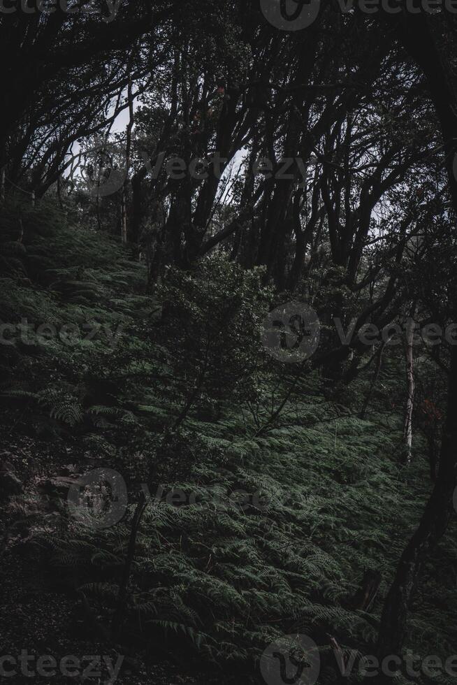 Weiß Krater Wald, Westen Java foto