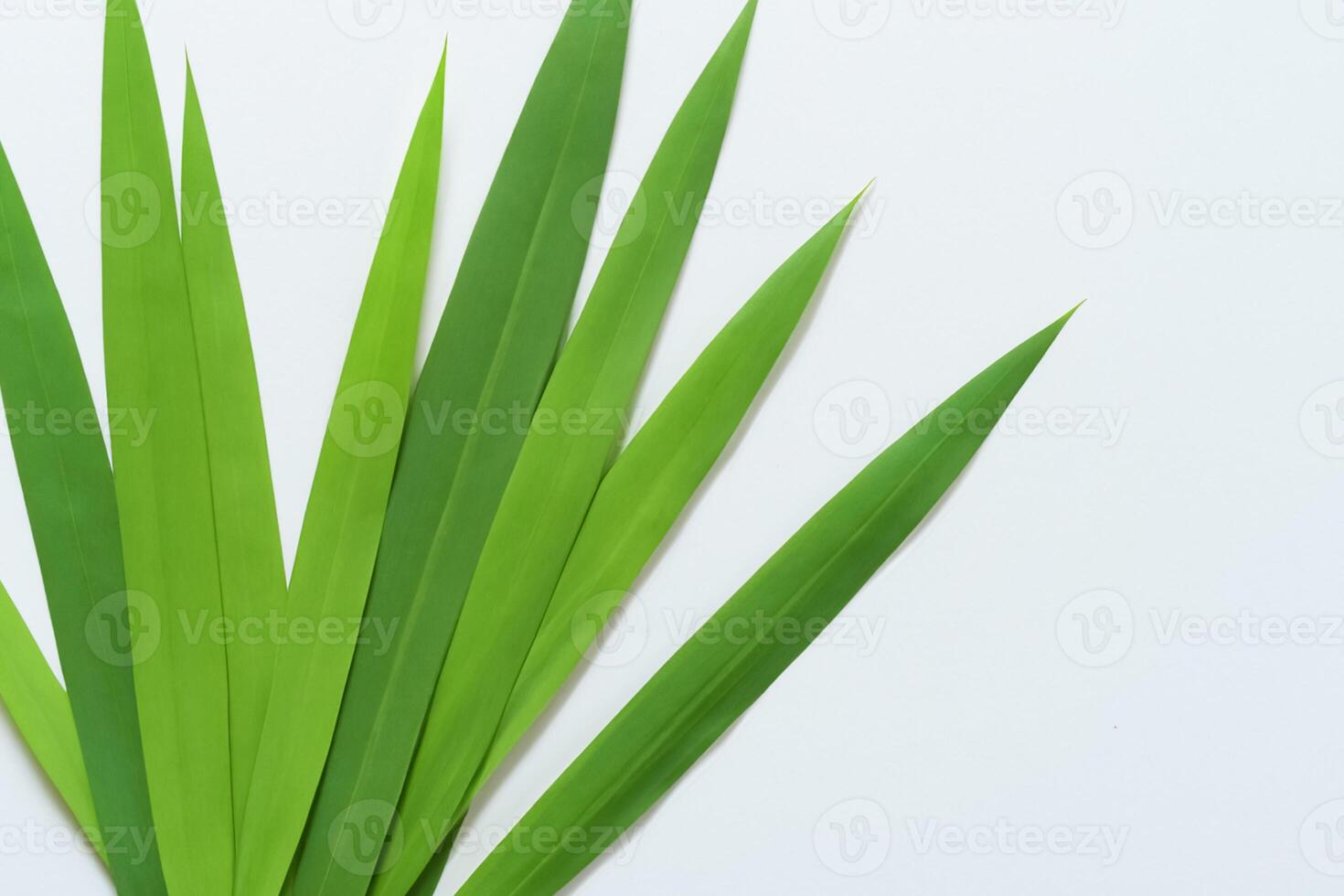 ein kulinarisch Odyssee mit das schön Pandan Blatt, infundieren zart Aromen und beschwingt Grün Farbtöne in exquisit Teller, Erhebung Geschmack Profile mit der Natur frisch Eleganz foto