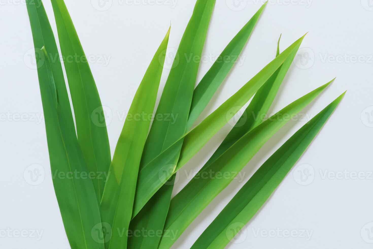 ein kulinarisch Odyssee mit das schön Pandan Blatt, infundieren zart Aromen und beschwingt Grün Farbtöne in exquisit Teller, Erhebung Geschmack Profile mit der Natur frisch Eleganz foto