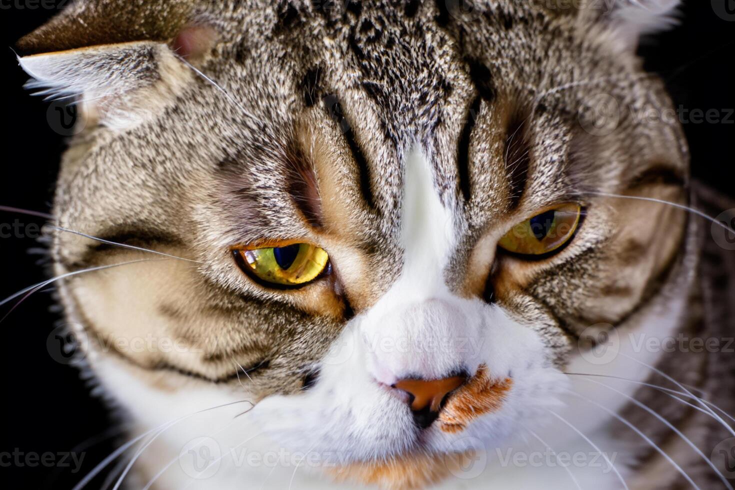 erkunden das locken von ein schön schottisch falten Katze, wo schnurrte Eleganz und spielerisch Charme Vereinen im ein faszinierend Porträt von knuddelig Freude foto