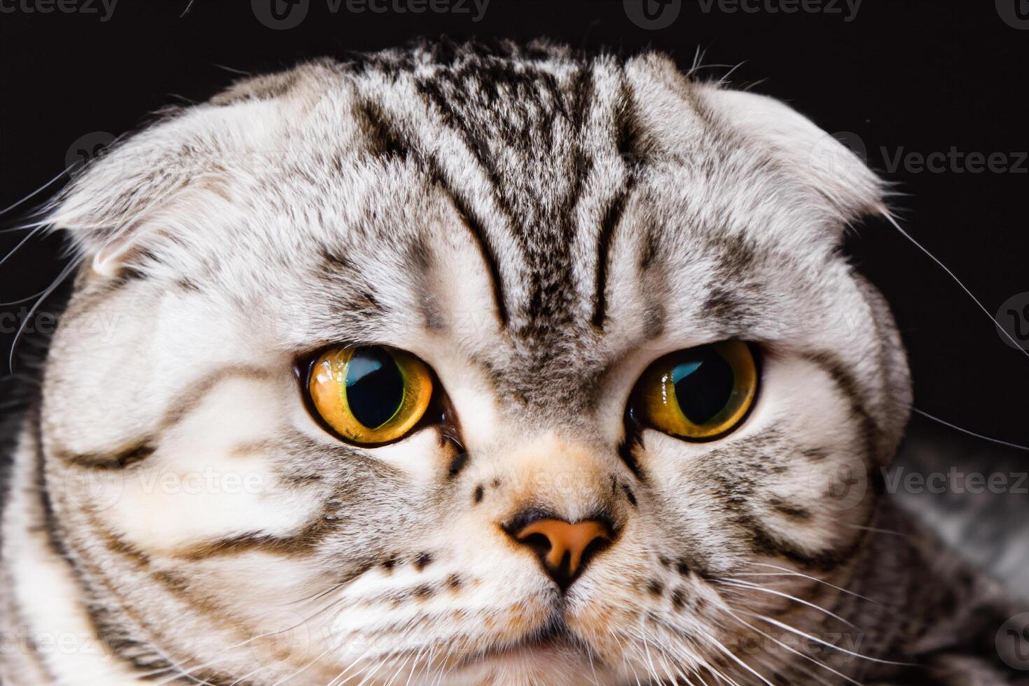 erkunden das locken von ein schön schottisch falten Katze, wo schnurrte Eleganz und spielerisch Charme Vereinen im ein faszinierend Porträt von knuddelig Freude foto