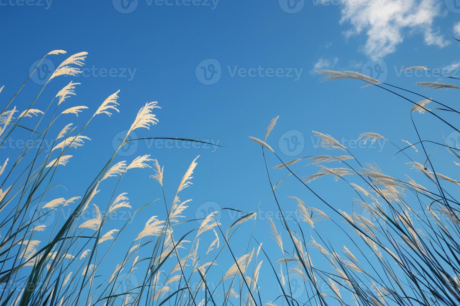 ai generiert Aussicht Schilf Blume gegen hell Blau Himmel Phragmiten australis Unterseite Aussicht foto