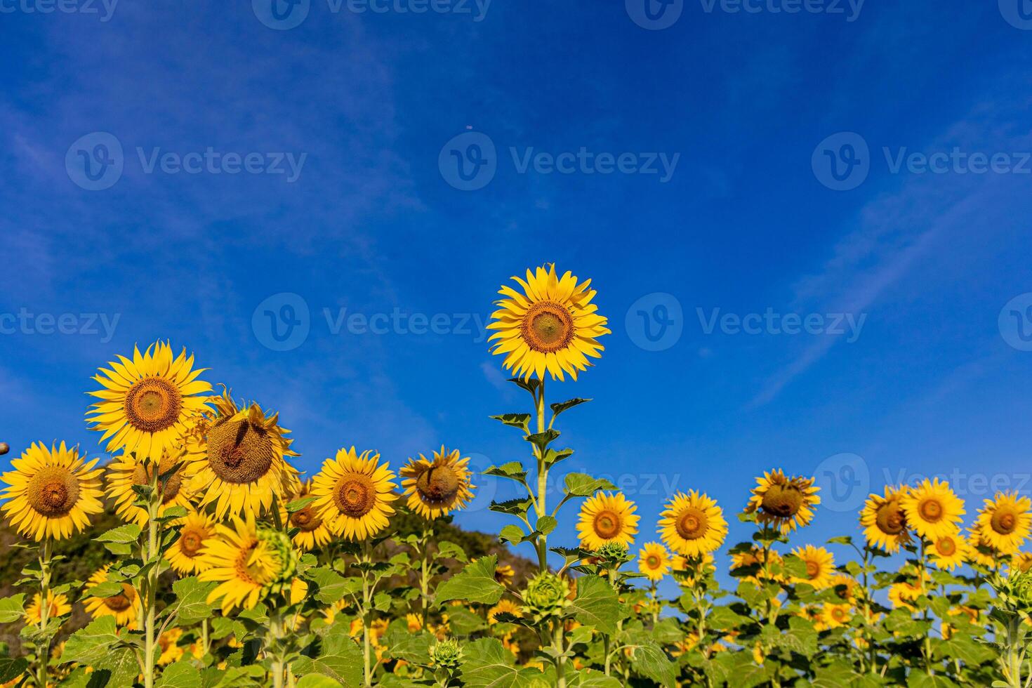 Sonnenblumen auf ein landwirtschaftlich Feld im Asien. Pflanze Gelb Blumen und Sonnenblume Samen. Hintergrund Natur Blau Himmel und Berge. während nett sonnig Winter Tag im Landwirte Garten. foto