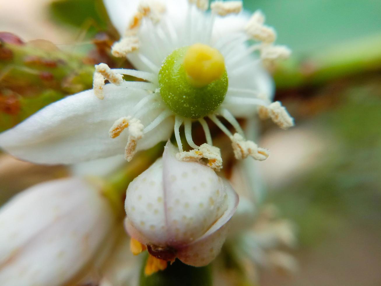 Feld von blühenden weißen Blumen auf einem Naturhintergrund foto