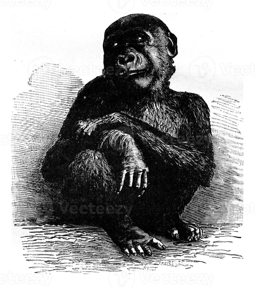 das Gorilla von das Museum von Paris ein Monat Vor seine Tod, vin foto