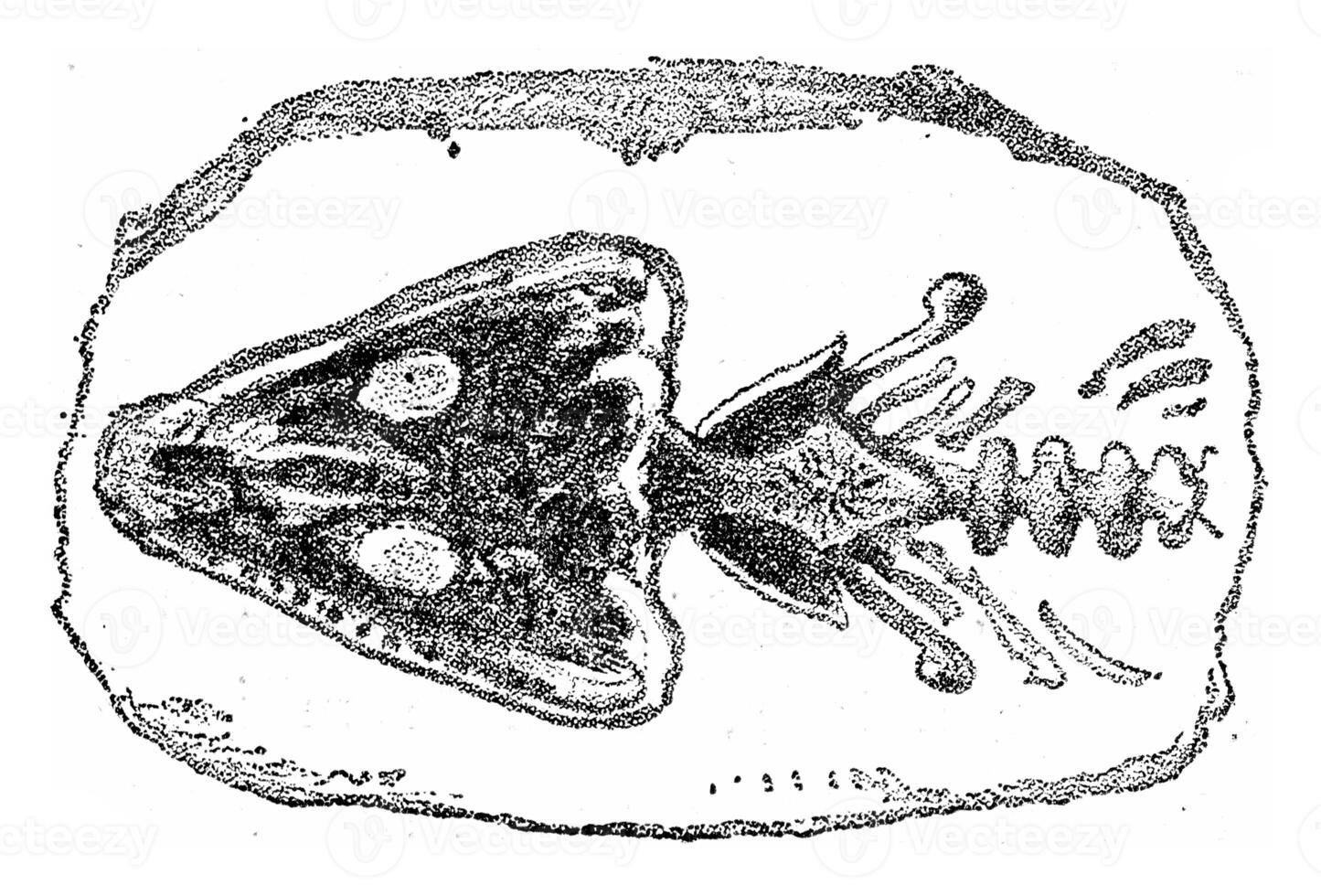 Kopf und Hals von das Archegosaurus, Jahrgang Gravur. foto