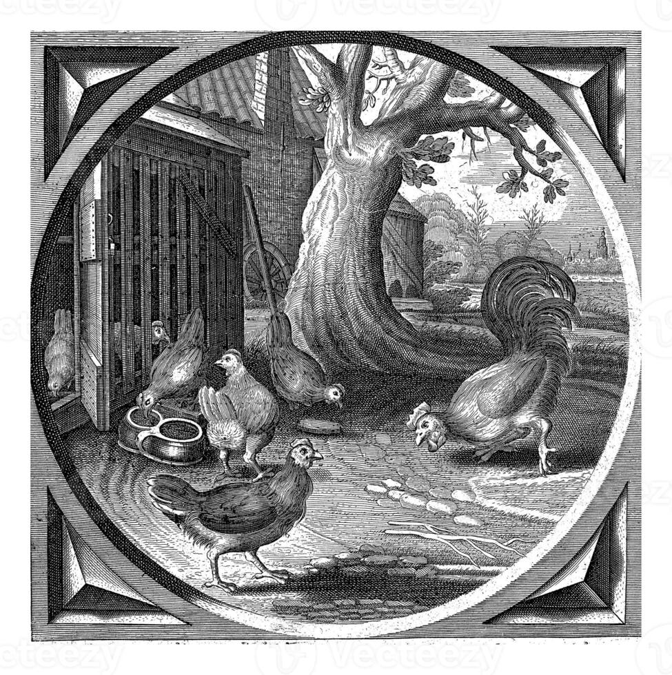 Hühner und Hahn beim ein Hähnchen coop foto