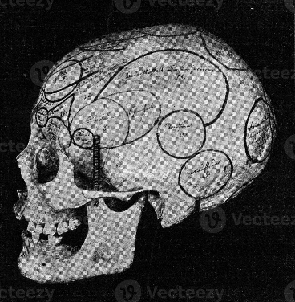 Schädel mit Indikation von Galle Organe gesehen von Seite und zurück, Jahrgang Gravur. foto