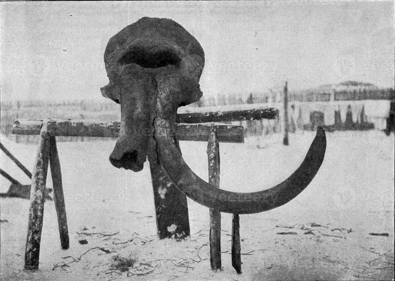 Schädel von das sibirisch Mammut gelandet durch das Expedition geschickt durch das Kaiserliche Akademie von Wissenschaften von Russland, auf kolyma-beresofka, Jahrgang Gravur. foto