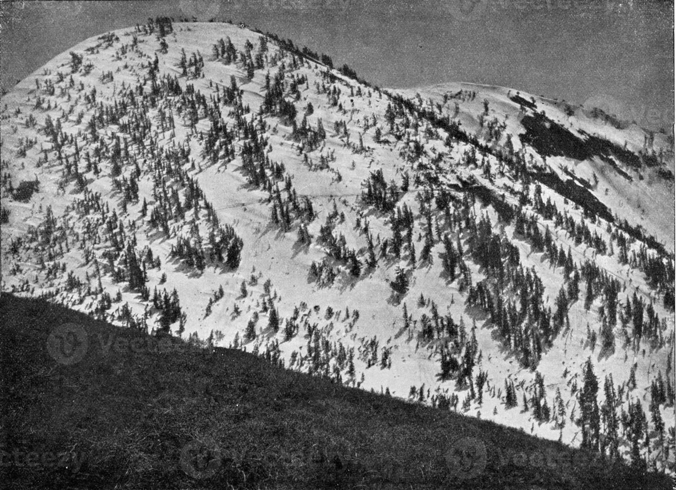 Wald von Nadelbäume auf das schneebedeckt Spitzen von Sierra Nevada, Jahrgang Gravur. foto