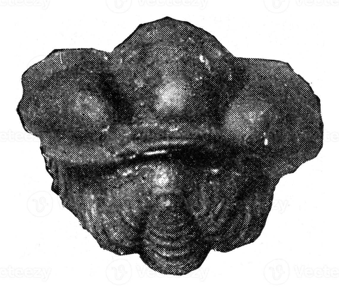 Trilobiten von das Schwedisch Silur und Bohemien, Jahrgang Gravur. foto