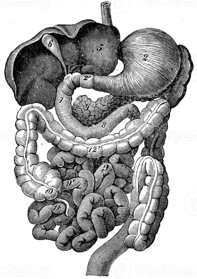 Verdauungs- Trakt von Menschen, Jahrgang Gravur. foto