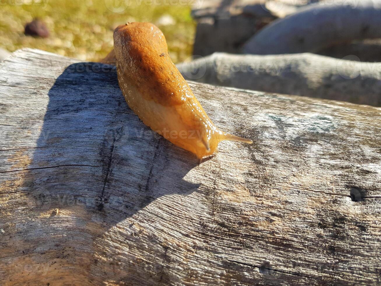 rutschig Wanderer, ein Schnecke auf ein Log im das Wildnis foto