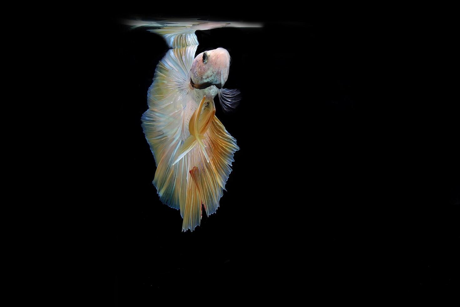 Gelb schick Halbmond Betta Fisch auf schwarz Hintergrund foto