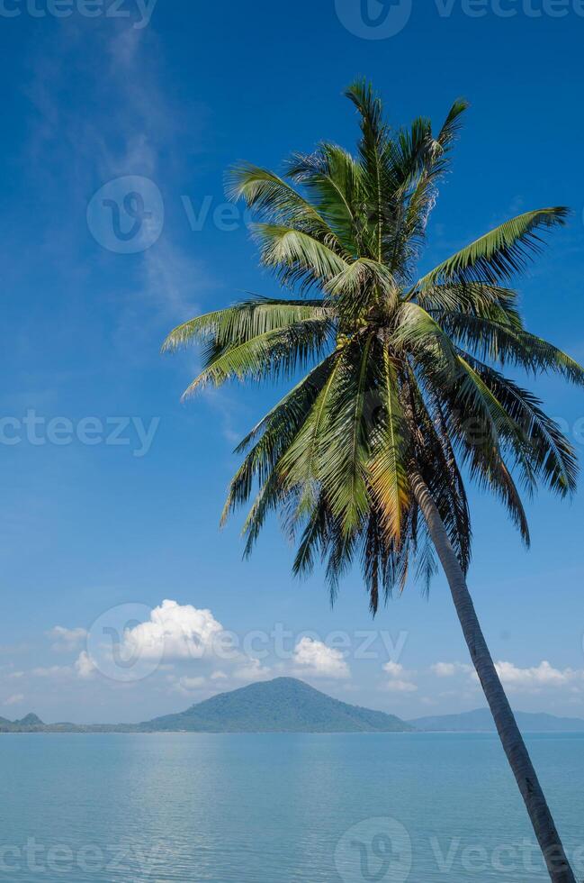 Kokosnuss Baum und tropisch Blau Meer im Sommer- foto