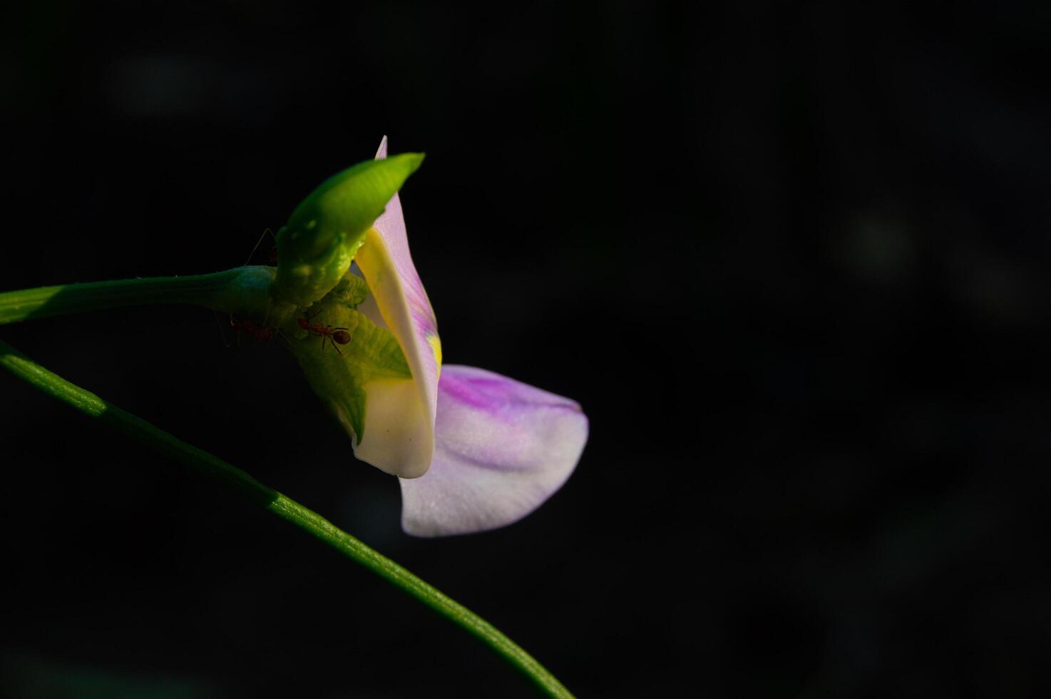 Fokus auf das Blume von das lange Bohne Pflanze foto