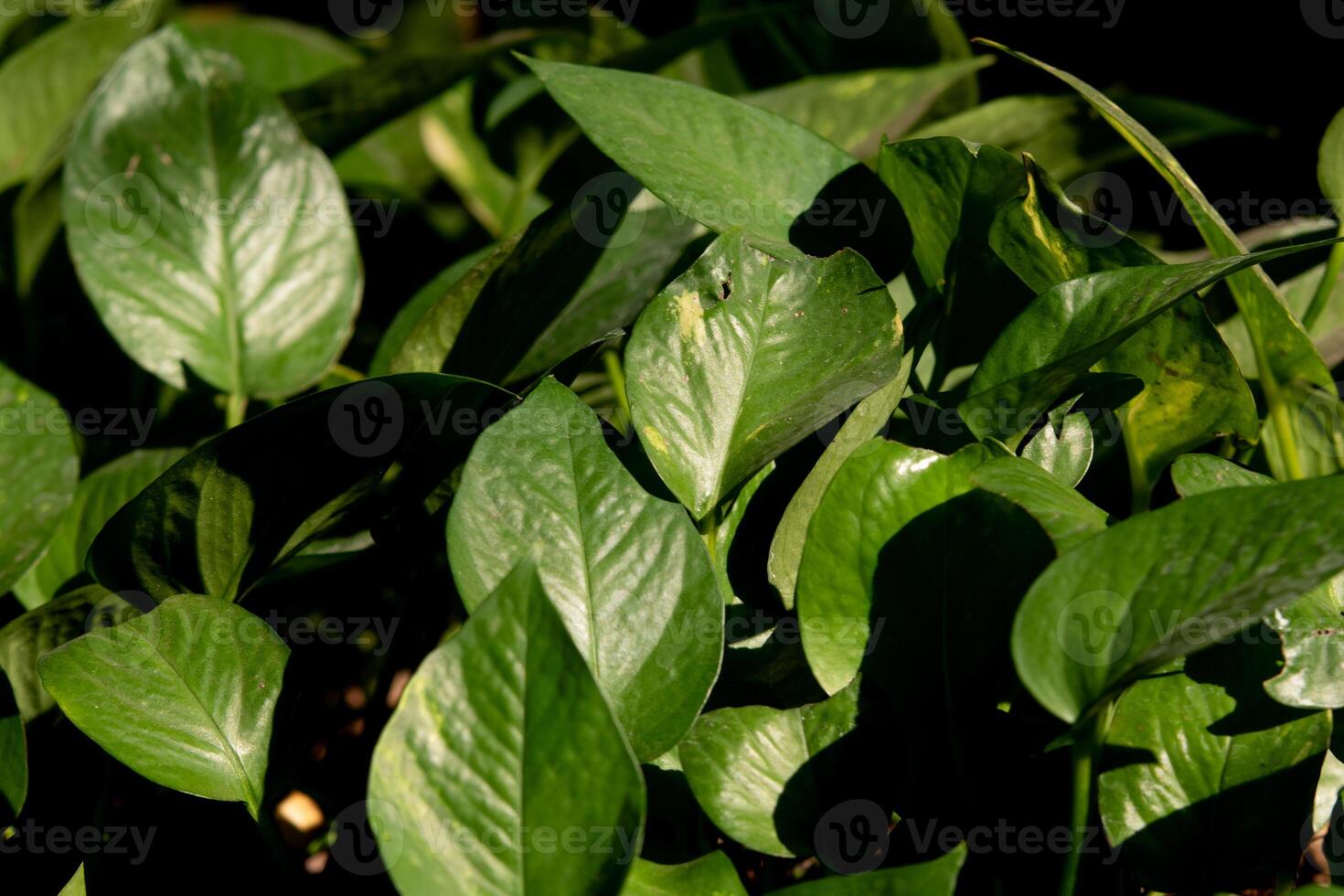 Niedriges hellgrünes Blatt im Garten. foto