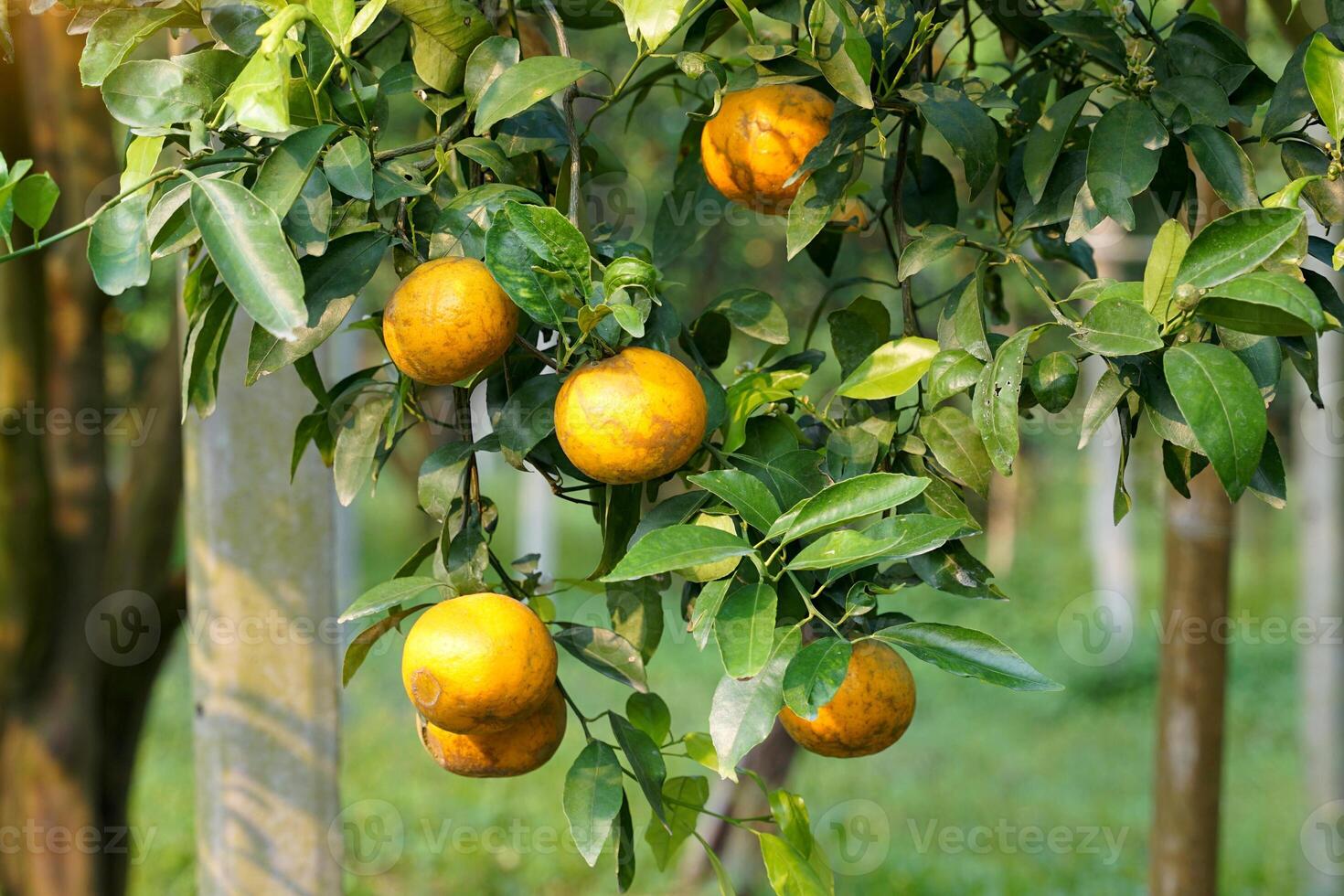 organisch Orange Garten Pflanze Honig säugen Orangen, welche sind hoch im Vitamin c. es hat ein Süss und sauer Geschmack Das können Sein benutzt zu machen ein erfrischend trinken zum das Körper. Sanft und selektiv Fokus. foto