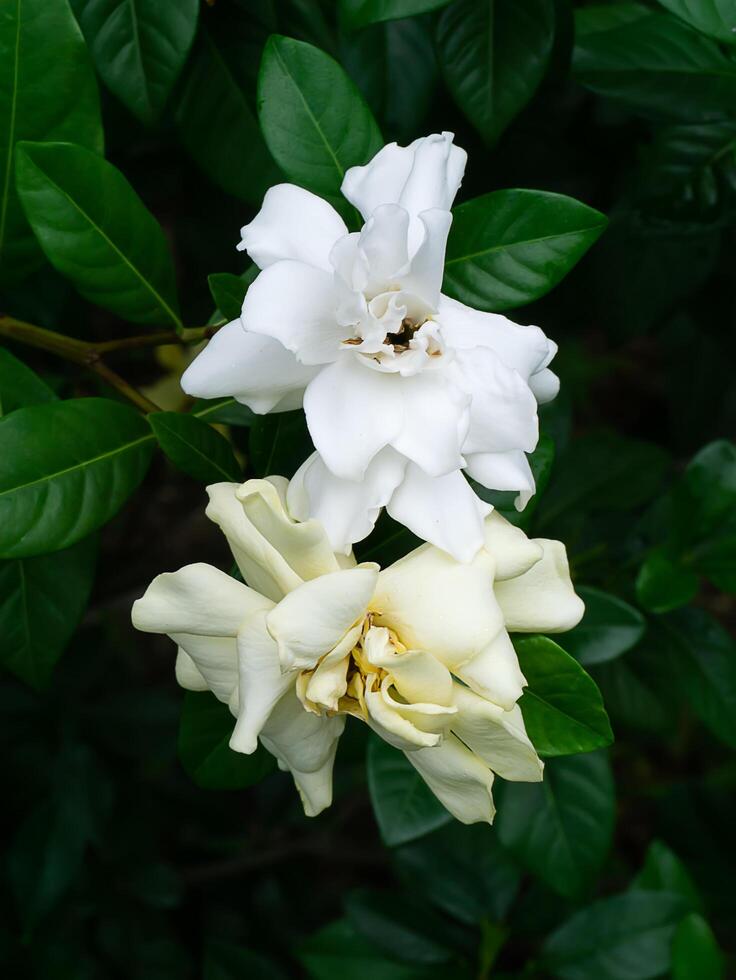 das Weiß von Gardenie Jasminoides. foto